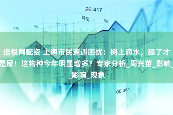 倍悦网配资 上海市民遭遇困扰：树上滴水，舔了才知道是尿！这物种今年明显增多？专家分析_周兴苗_影响_现象